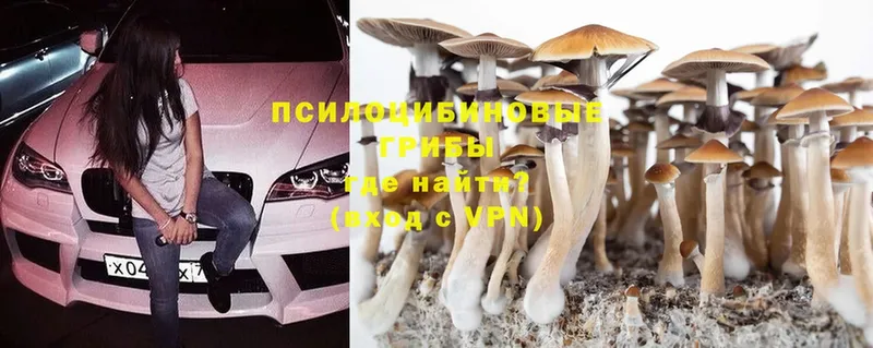 Псилоцибиновые грибы Cubensis  как найти   Нефтекамск 